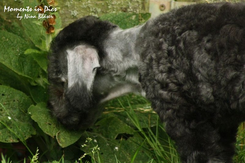 Antares 2009-07-12 (22).JPG